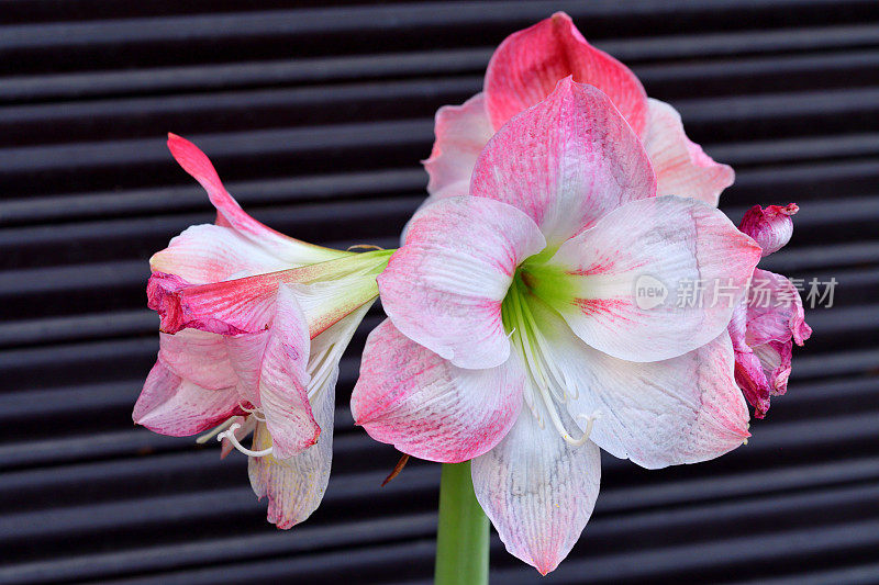 孤挺花/ Hippeastrum